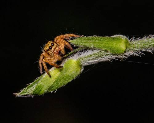 Juvenile Carrhotus Spider