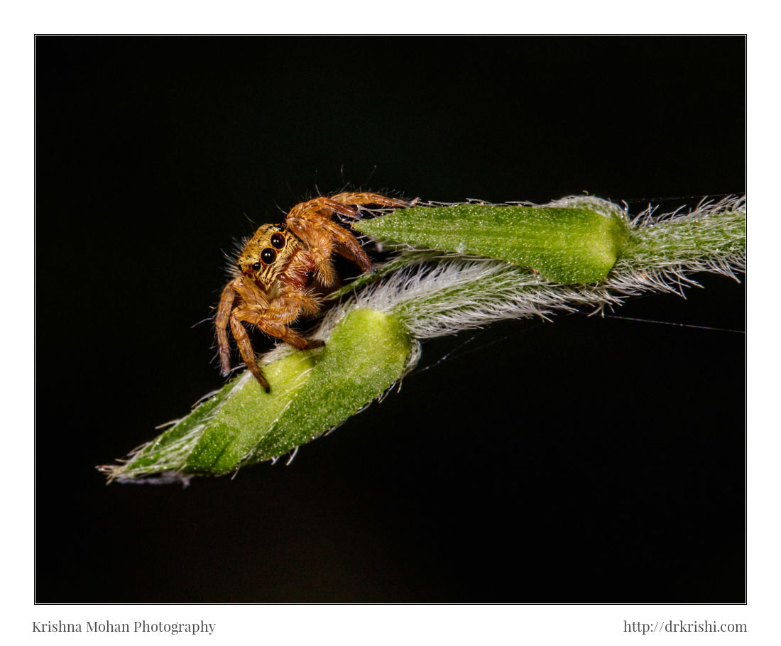 Juvenile Carrhotus Spider