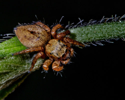 Juvenile Carrhotus Spider