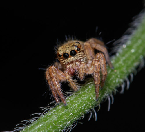 Juvenile Carrhotus Spider