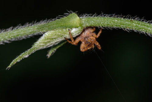 Juvenile Carrhotus Spider