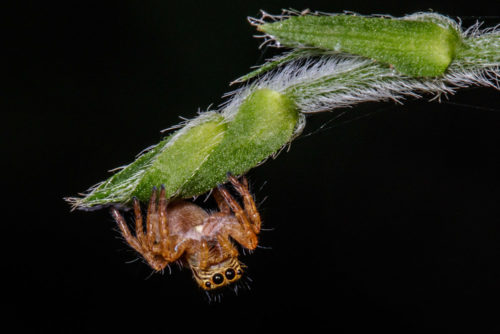 Juvenile Carrhotus Spider