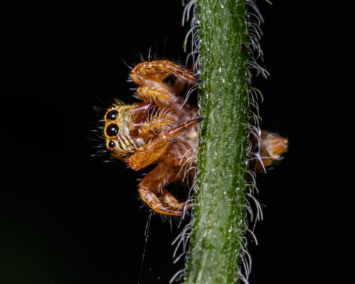 Juvenile Carrhotus Spider