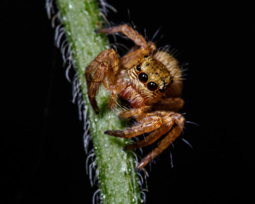 Juvenile Carrhotus Spider