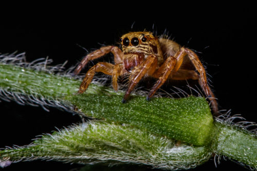 Juvenile Carrhotus Spider