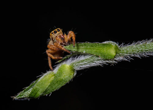 Juvenile Carrhotus Spider