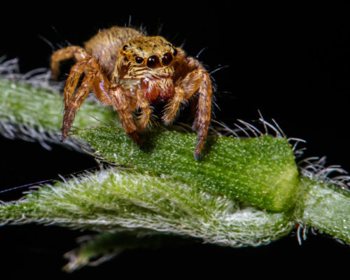 Juvenile Carrhotus Spider