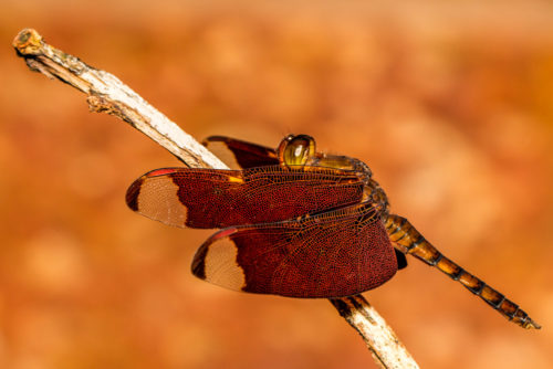 Male Fulvous Forest Skimmer Dragonfly