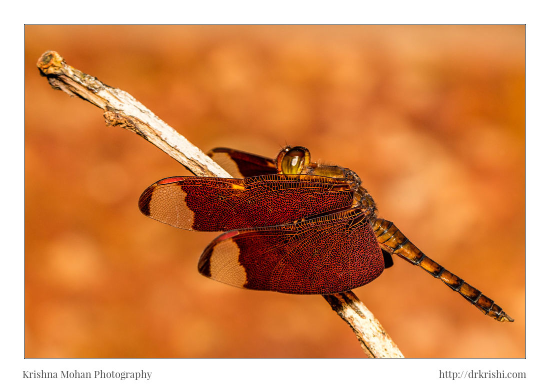 Male Fulvous Forest Skimmer Dragonfly