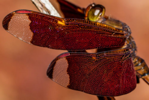 Male Fulvous Forest Skimmer Dragonfly