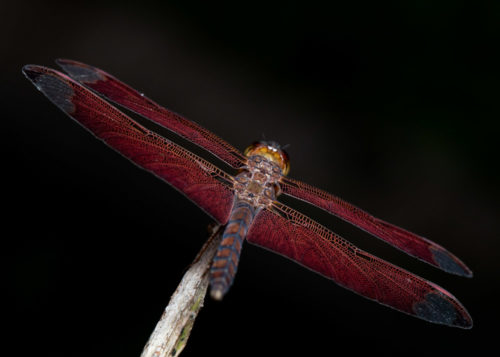 Male Fulvous Forest Skimmer Dragonfly