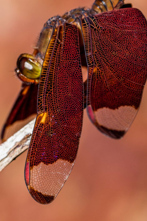 Male Fulvous Forest Skimmer Dragonfly