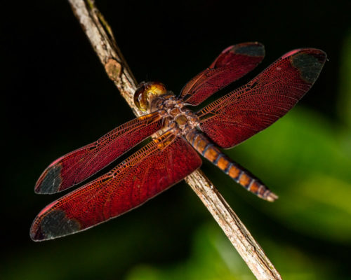 Male Fulvous Forest Skimmer Dragonfly