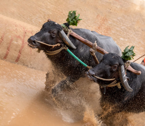 Moodabidri Kambala 2017