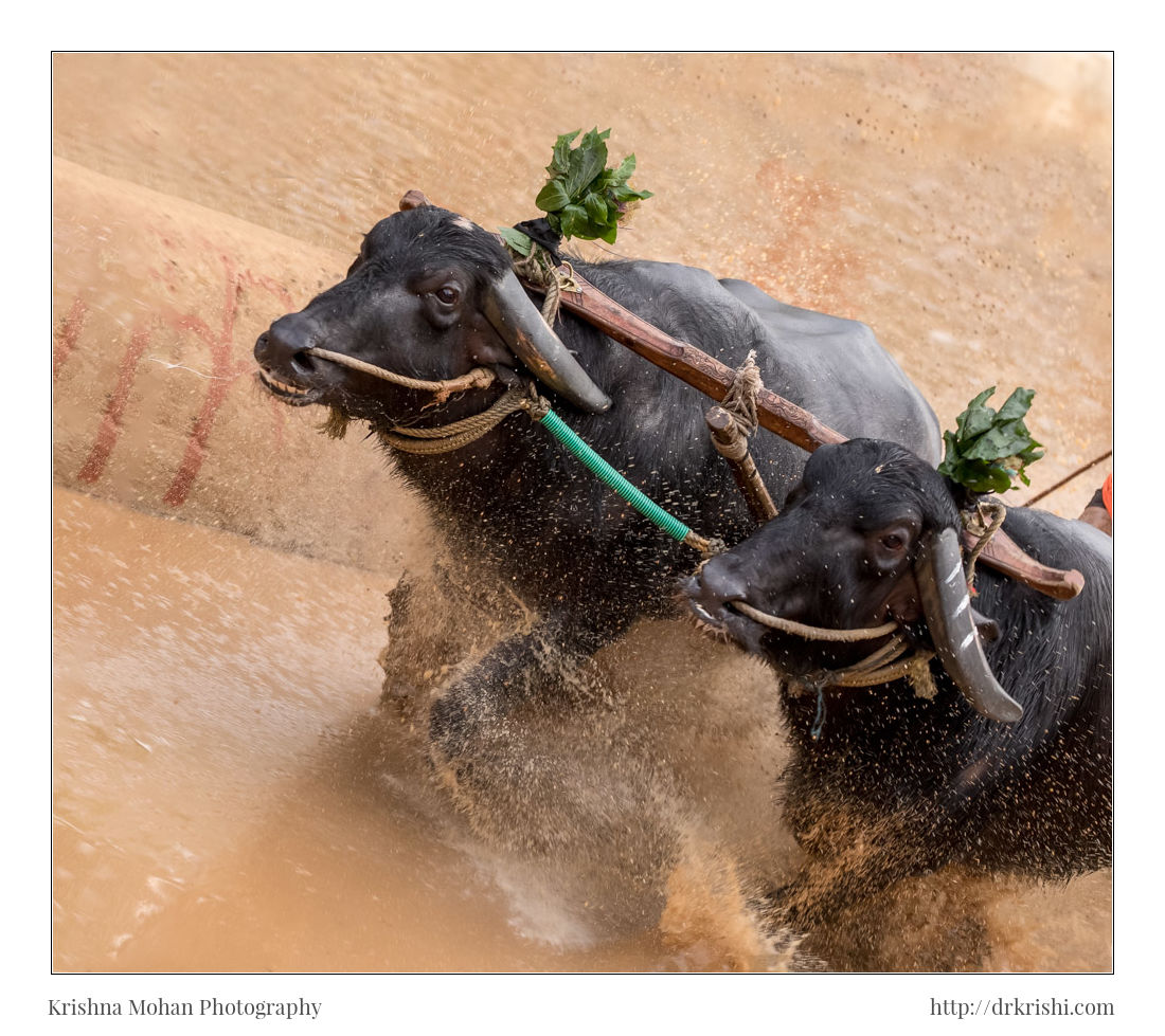 Moodabidri Kambala 2017