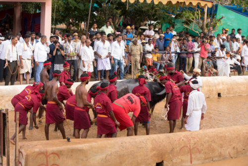 Getting buffaloes into the racing track