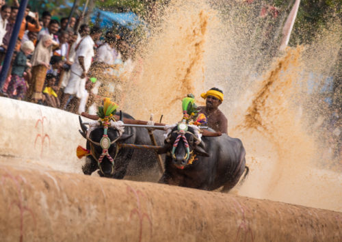 Kene Halage splash Moodabidri Kambala 2017