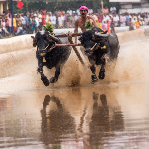 Moodabidri Kambala 2017