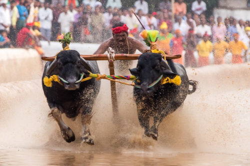 Moodabidri Kambala 2017