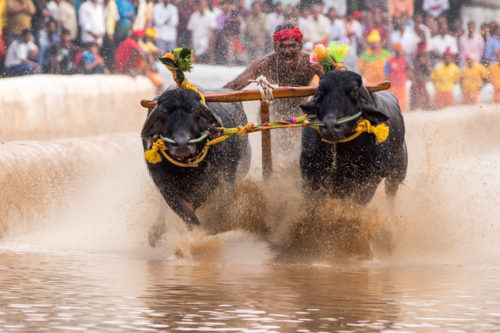 Moodabidri Kambala 2017