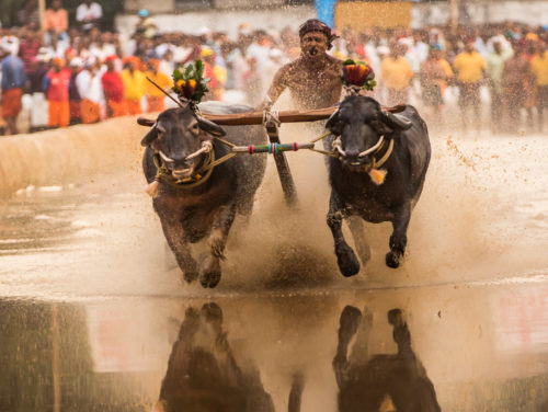 Moodabidri Kambala 2017