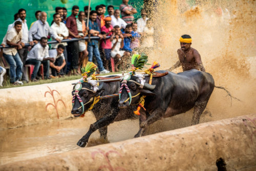 Kene Halage at finishing point Moodabidri Kambala 2017