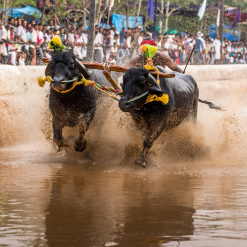 Moodabidri Kambala 2017