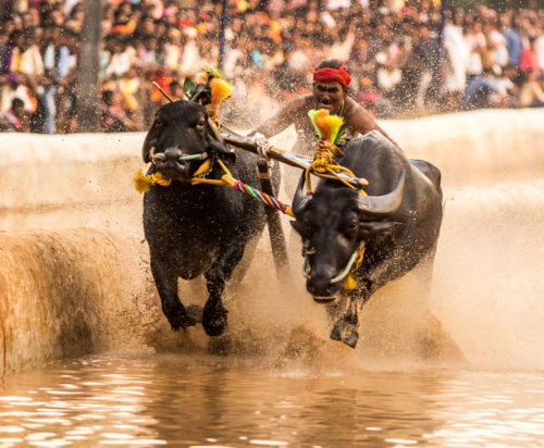 Moodabidri Kambala 2017