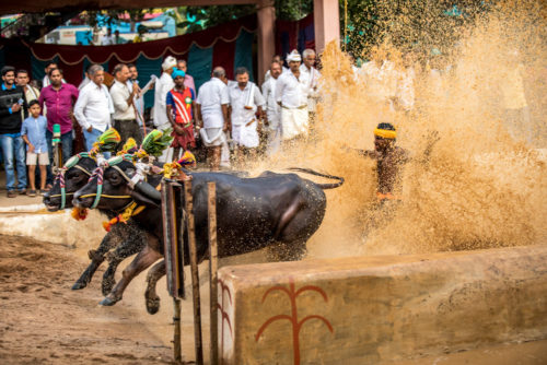 Kene Halage at finishing point Moodabidri Kambala 2017