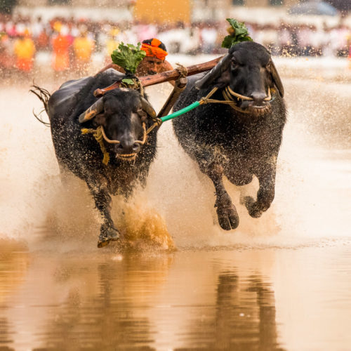 Moodabidri Kambala 2017