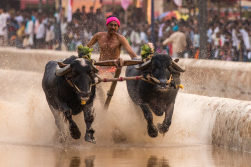 Moodabidri Kambala 2017