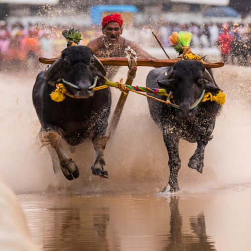 Moodabidri Kambala 2017