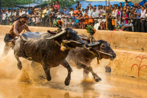 Moodabidri Kambala 2017