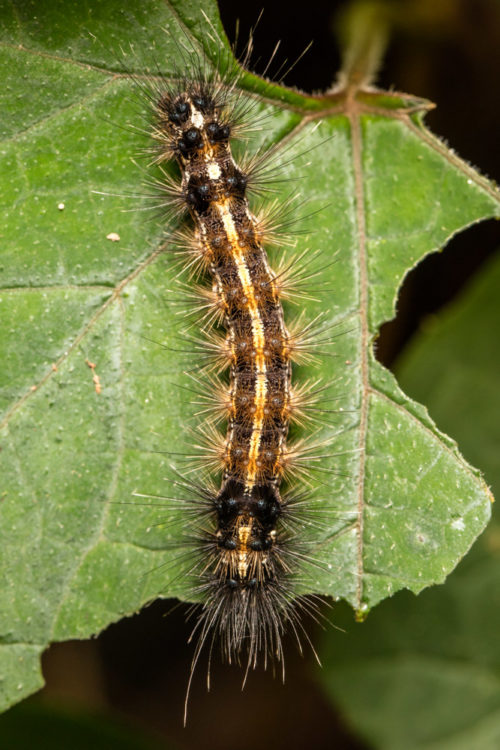 Red-Headed Hairy Caterpillar