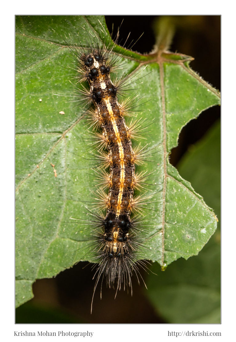 Red-Headed Hairy Caterpillar