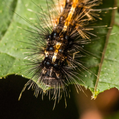 Red-Headed Hairy Caterpillar