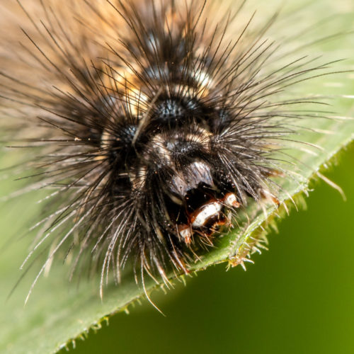 Red-Headed Hairy Caterpillar