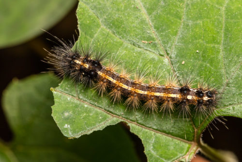 Red-Headed Hairy Caterpillar