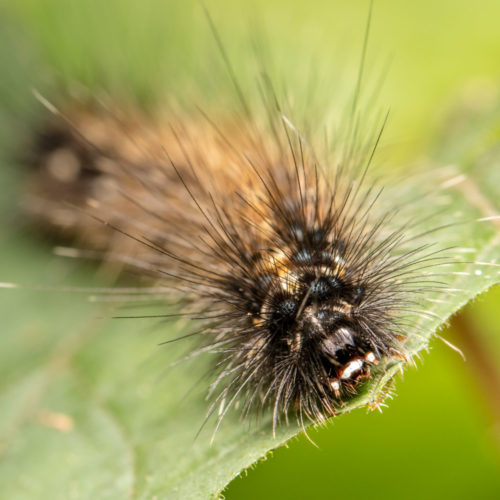 Red-Headed Hairy Caterpillar