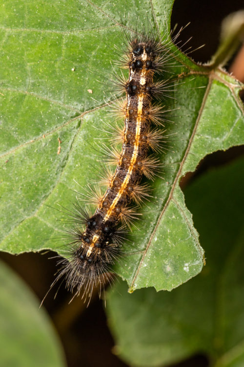 Red-Headed Hairy Caterpillar