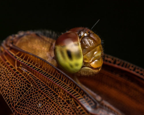 Fulvous Forest Skimmer Dragonfly