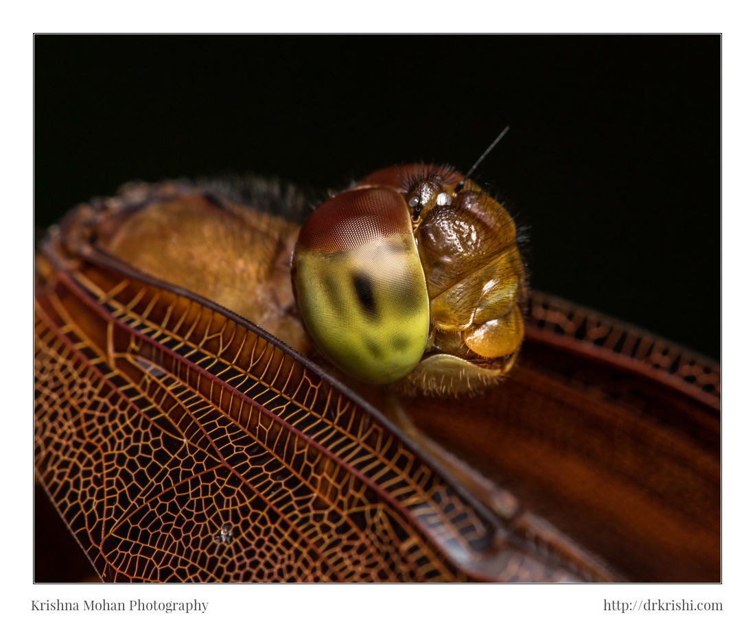 Fulvous Forest Skimmer Dragonfly