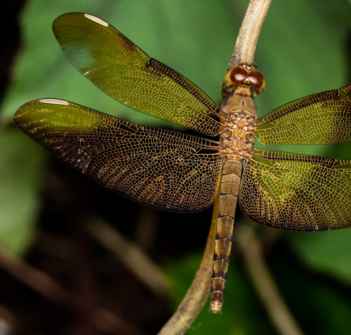 Fulvous Forest Skimmer Dragonfly