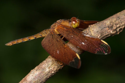 Fulvous Forest Skimmer Dragonfly