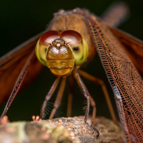 Fulvous Forest Skimmer Dragonfly