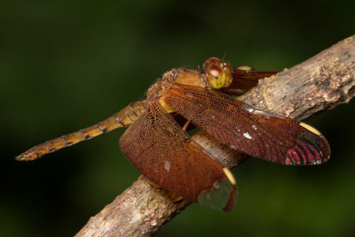 Fulvous Forest Skimmer Dragonfly