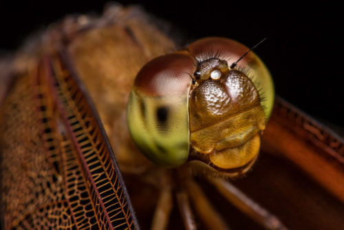 Fulvous Forest Skimmer Dragonfly