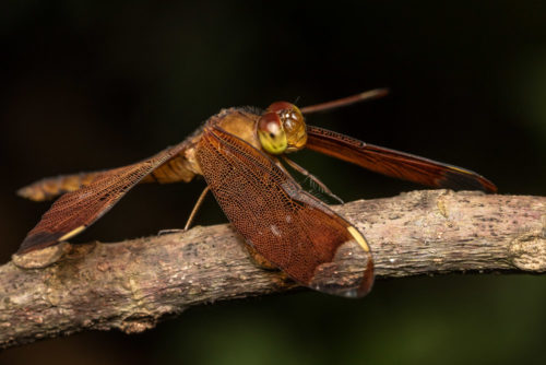 Fulvous Forest Skimmer Dragonfly