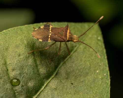 Horned Coreid Bug