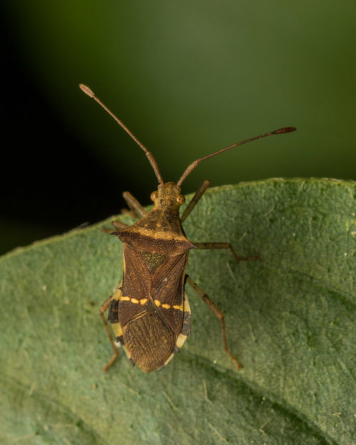 Horned Coreid Bug